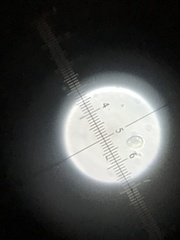 Leucoagaricus croceovelutinus