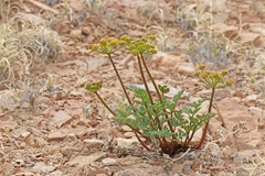 Cymopterus purpureus