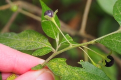 Solanum cordovense