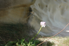 Armeria euscadiensis