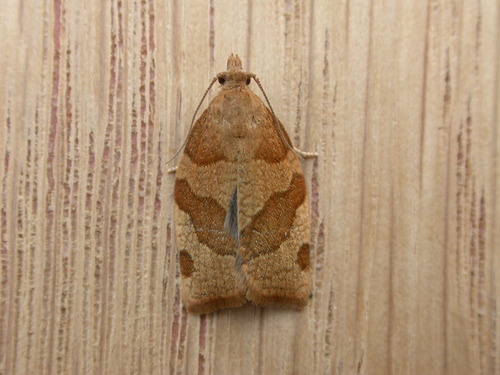Barred Fruit-tree Tortrix, photo 4 of 9