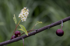 Prunus serotina