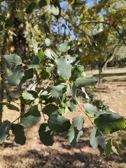 Quercus × avellaniformis