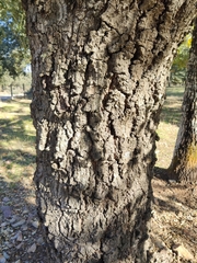 Quercus × avellaniformis