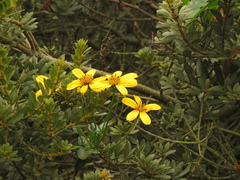 Bidens rubifolia