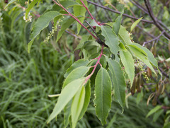 Prunus serotina