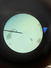 Desmodesmus communis