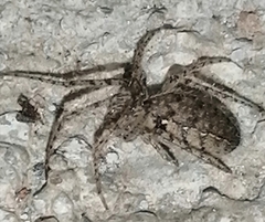 Larinia lineata