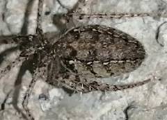 Larinia lineata