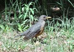 Turdus olivaceus pondoensis