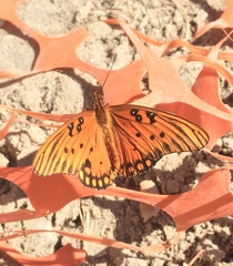 Dione vanillae