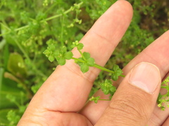 Galium canescens