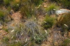 Pentameris curvifolia