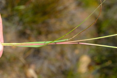 Pentameris curvifolia