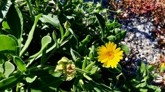 Calendula suffruticosa maritima