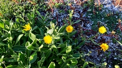 Calendula suffruticosa maritima