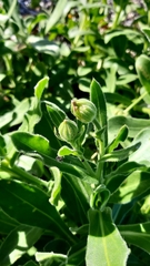 Calendula suffruticosa maritima