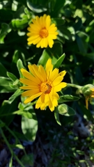 Calendula suffruticosa maritima