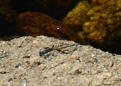 Oxyagrion ablutum