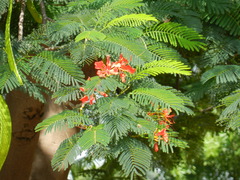 Delonix regia
