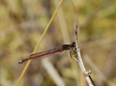 Oxyagrion rubidum