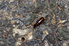 Pachyteles