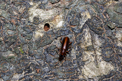Pachyteles