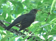 Turdus olivaceus pondoensis