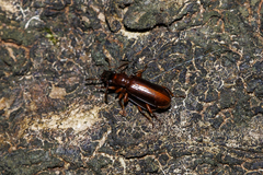 Pachyteles