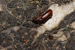 Pachyteles