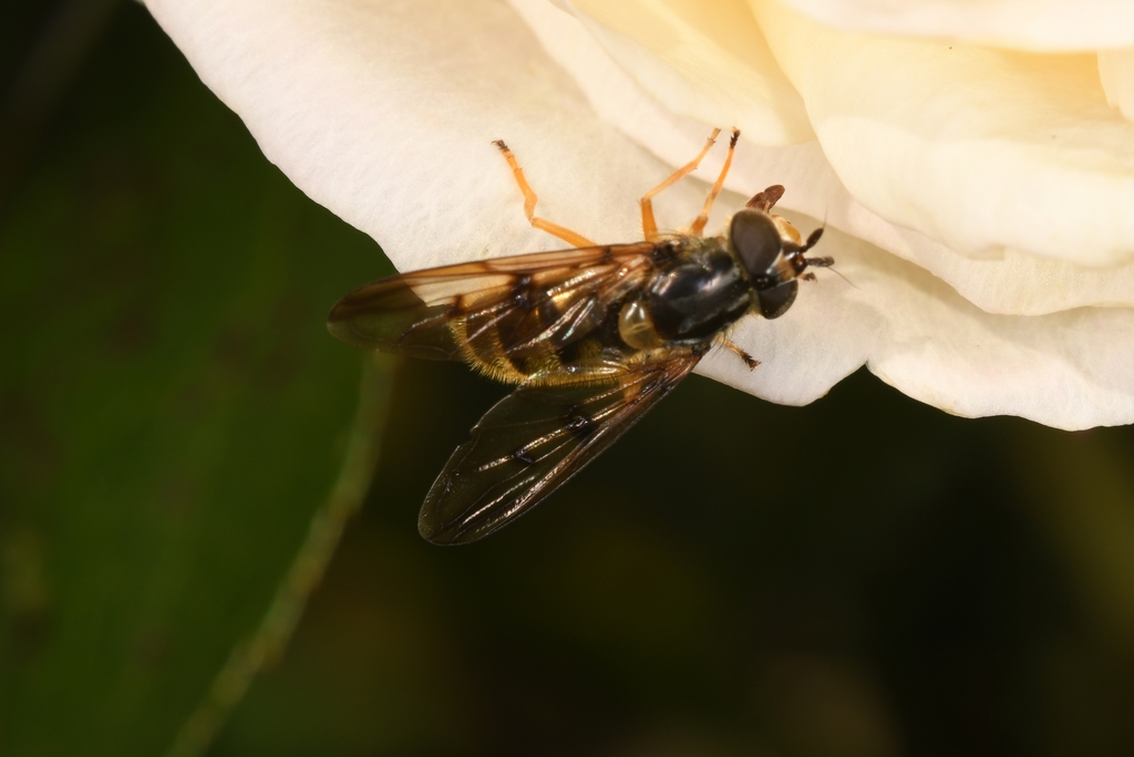 Ferdinandea fumipennis