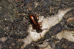 Pachyteles