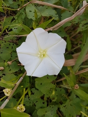 Ipomoea alba