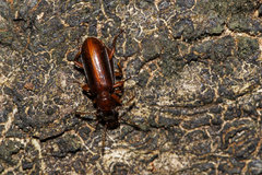 Pachyteles