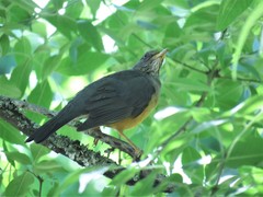Turdus olivaceus pondoensis