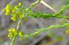 Euphorbia genistoides