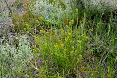 Euphorbia genistoides
