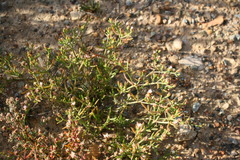 Mesembryanthemum longistylum