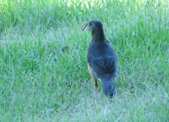 Turdus olivaceus pondoensis