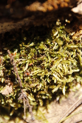 Catagonium nitens nitens