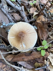 Lepiota spheniscispora