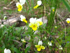 Viola hymettia