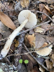 Lepiota spheniscispora