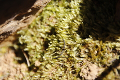 Catagonium nitens nitens