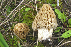 Morchella steppicola