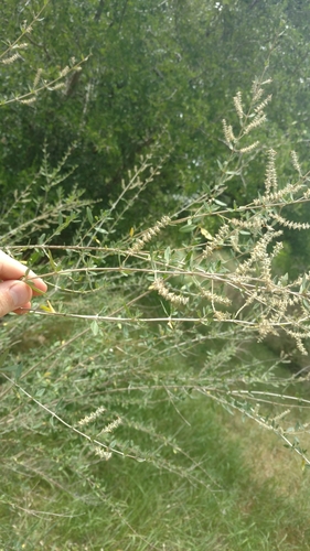 Aloysia gratissima