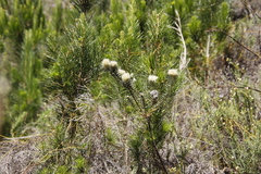 Phylica pubescens