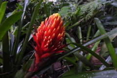 Guzmania conifera