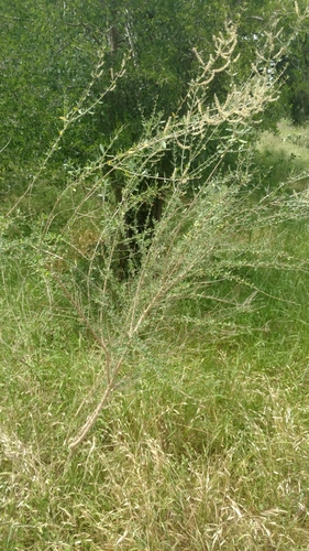 Aloysia gratissima