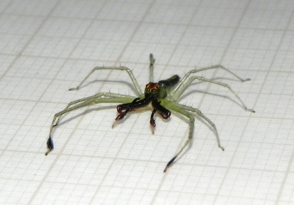 jumping spiders